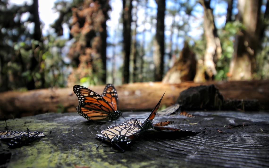 Mariposa monarca.jpg